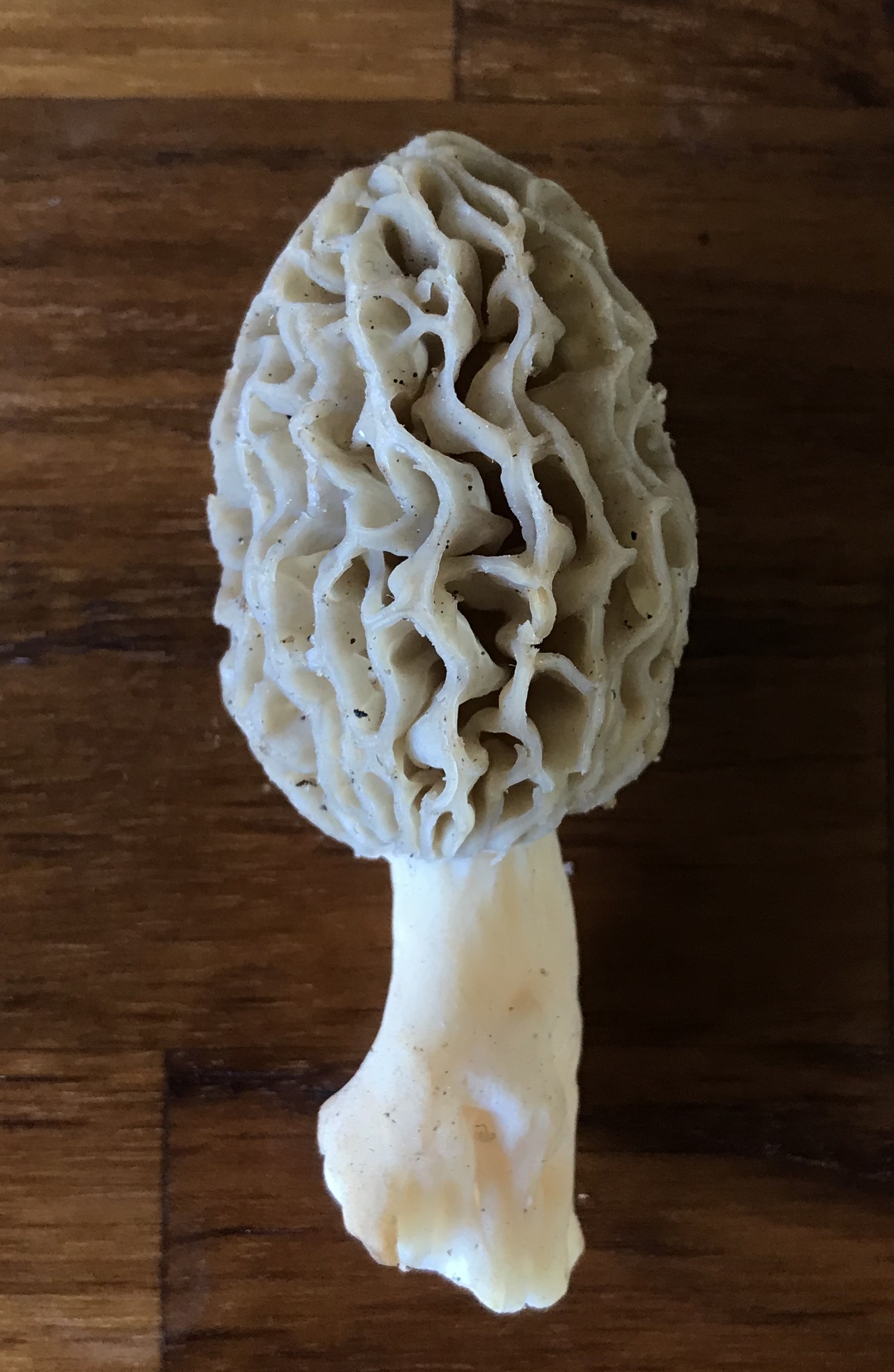 The Maddening Search for Morels
