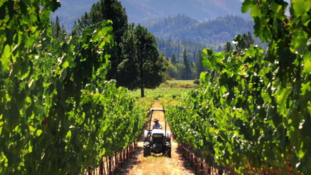 Applegate Valley Vintners Association (AVVA)