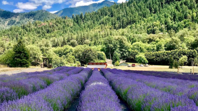 The English Lavender Farm