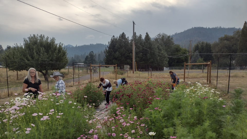 Kingfisher Lavender Farm (2)