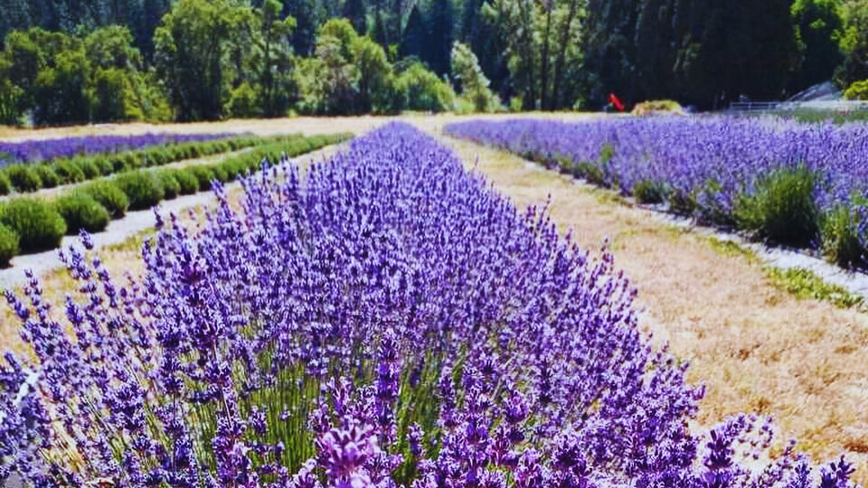 Kingfisher Lavender Farm