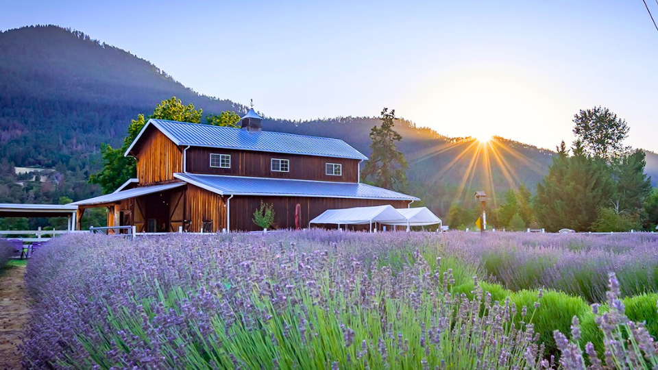 Applegate River Lavender Farm