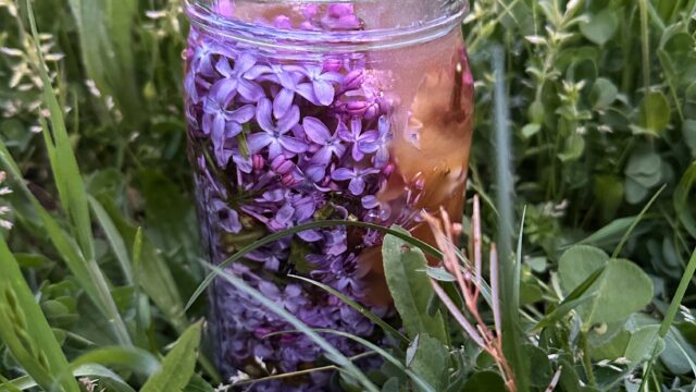 Indie Folk Herbal Promo 1 – Melody Markel